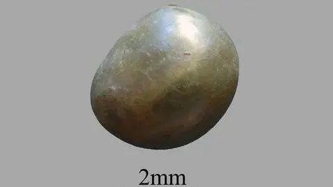 La imagen de una perla de 2 mm de ancho. (Internet)