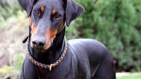 Imagen de un Doberman Pinscher. (Internet) 