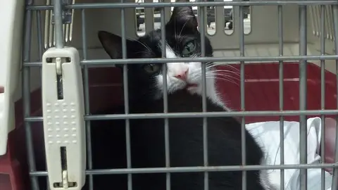 Un gato en una jaula. (Nacho, Flickr)