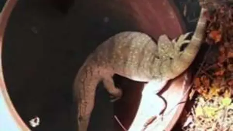 Una imagen del lagarto descubierto en el jardín de una vivienda en Dubai.