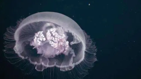 Una imagen de una medusa común.