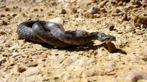 Una serpiente sobre el suelo. (Manel, Flickr)
