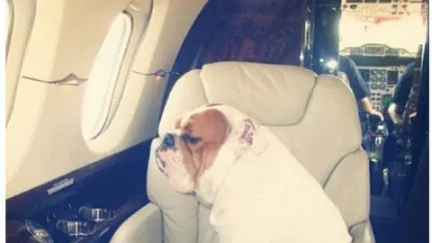 Un perrito viajando en un avión privado.