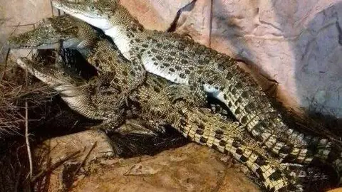 Las crías de los cocodrilos de Dubai Mall rebosan actividad. (Cedida)