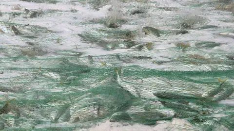 Pescadores recogen sus capturas en la playa de Sha'am, en el norte de Ras Al Khaimah. (R. Pérez)