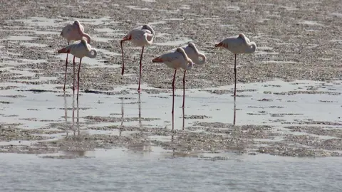 Los flamencos habitan todo el año el Dubai. (R. Unquiles)