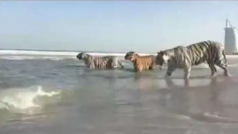 Los tigres disfrutan de una playa de Dubai.