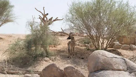 Una gacela en el Centro Sheikh Zayed del Zoo de Al Ain. (Crown Prince Abu Dhabi)