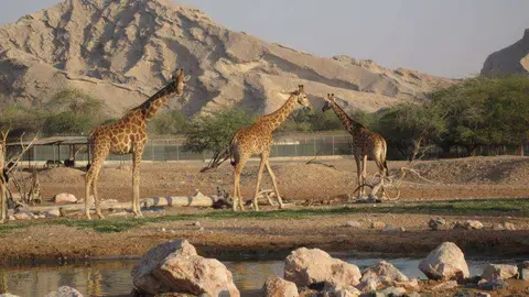 Una imagen del Zoo de Al Ain.