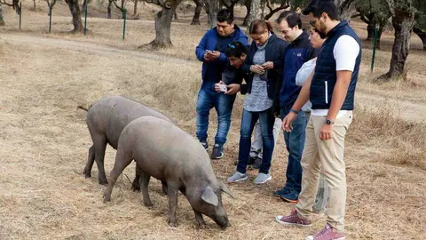 Los cocineros observan de muy cerca a dos auténticos cerdos ibéricos. (Cedida)