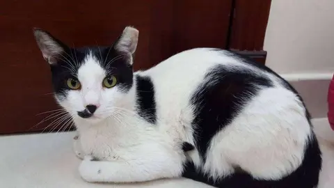 Moustache tiene 18 meses es un Arabian Mau y adora a los humanos.