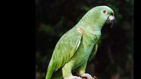 El tribunal no aceptó al loro como prueba.