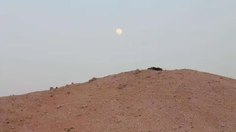 La plantación se encontraba en un lugar remoto de Dubai.