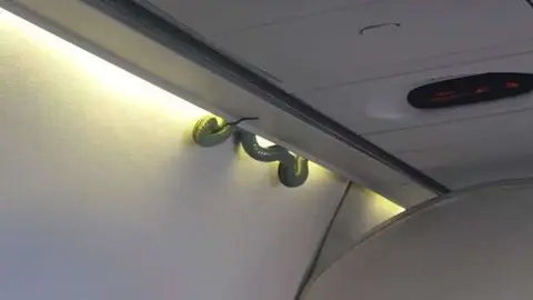 Una imagen de Twitter de la serpiente en el avión de pasajeros.