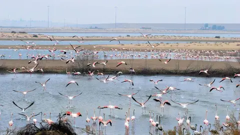 Una imagen de la Reserva Natural de Al Wathba en Abu Dhabi.