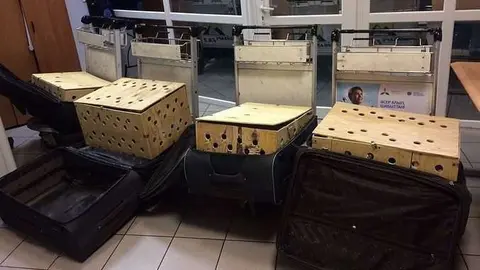 Los halcones iban a viajar con destino Sharjah.