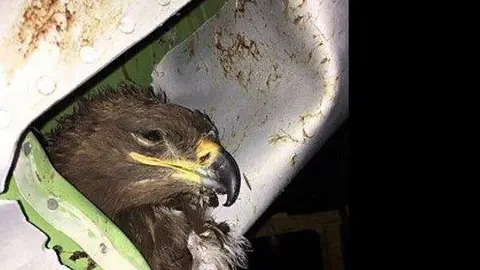 Imagen de Twitter del Daily Mail online del águila incrustada en el ala del avión.