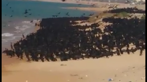 Miles de aves en las playas de Al Marjan Island en RAK.