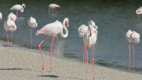 La zona de flamencos se encuentra próxima al centro de Dubai. (R. Unquiles)