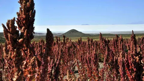 La Quinoa se cultiva principalmente en la cordillera de los Andes.