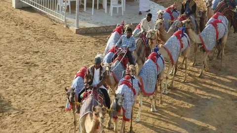 Los camellos enfilan su posición para disputar la prueba.