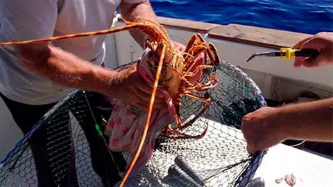 Una langosta hondureña.