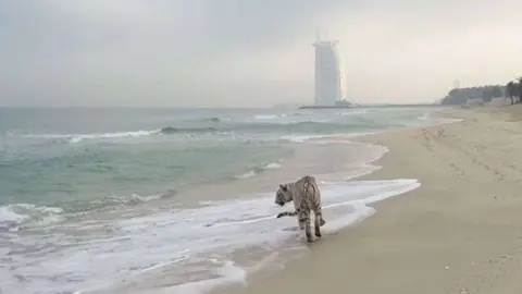Un tigre a la orilla de la playa del Burj Al Arab. (Redes sociales)