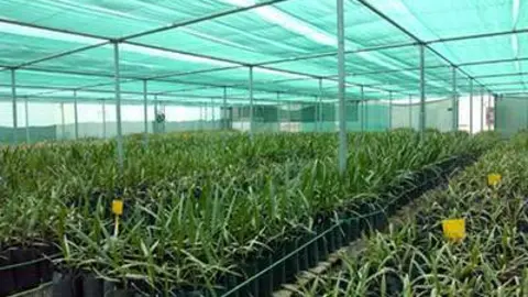 Cultivos en la Unidad de Investigación y Desarrollo de la Palmera Datilera. (WAM)