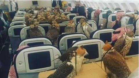 Los halcones cada uno en su asiento de avión. (Fuente externa)