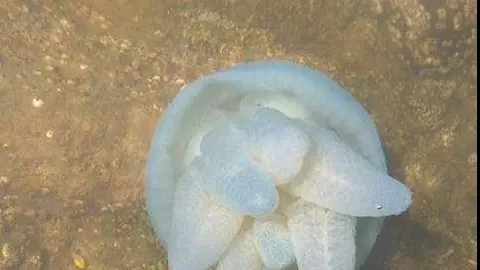 La medusa azul avistada este martes en aguas del Creek de Dubai. (Iván González)