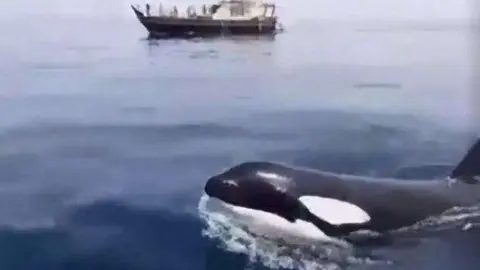 Una orca en la península de Musandam este fin de semana. (Twitter)