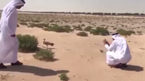 Los jeques de Dubai y Abu Dhabi se acercaron hasta un pájaro en peligro para protegerlo. (sbzalnahyan, Instagram)