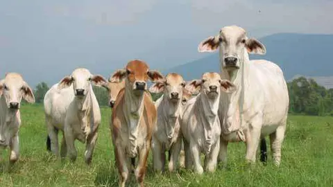 Ganado colombiano para sacrificio.
