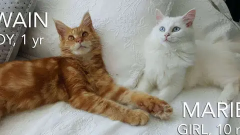 Marie es una gatita persa de menos de un año que tiene en Twain un Maine Coon de un año su mejor amigo. Se dan juntos en adopción.