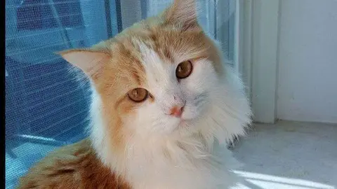 Un gato en Emiratos Árabes. (Cedida)