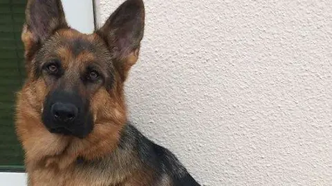 Imagen de Roxy. (Cedida)