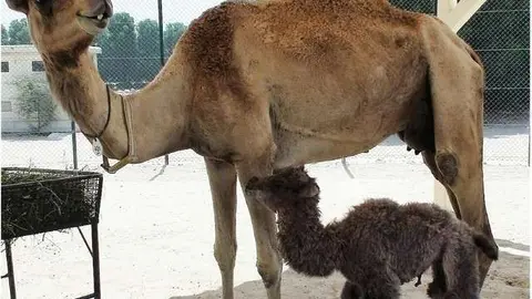 Una tierna imagen del primer camello bactriano clonado. (PLoS ONE)