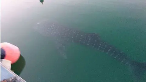 El tiburón ballena en la costa de Dubai fotografiado por Martin Fesustel.