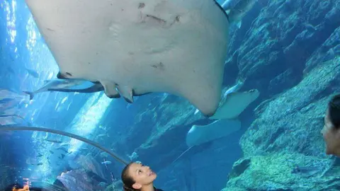 Impesionante raya 'vuela' sobre el túnel submarino del acuario de Dubai Mall. (EL CORREO)