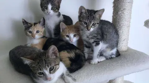 Imagen tomada de la página de Facebook de la Fundación de Animales de Oriente Medio. 