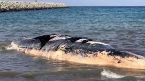 Cuerpo muerto de la ballena encontrada en la costa de Fujairah. 