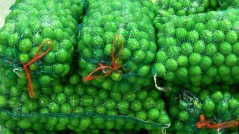 Colima produce unas 400 toneladas de limones diarias.