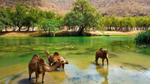 Una imagen de Salalah en el Sultanato de Omán.