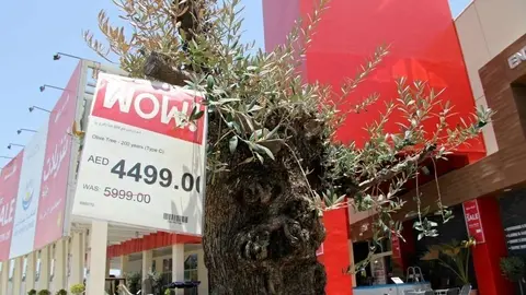 Olivo con dos siglos de historia en Dubai Festival City. (EL CORREO) 