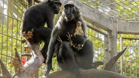 El macaco junto a su pollo.