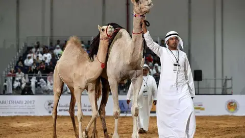 En la imagen del diario The National, uno de los camellos subastados en Abu Dhabi.