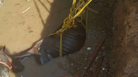 El rescate del caballo se prolongó durante una hora. (Ajman997, Twitter)