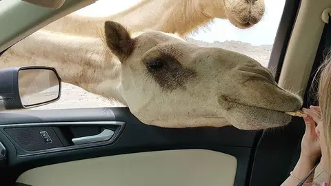 Masirah, Omán. Olga Miragaya. 