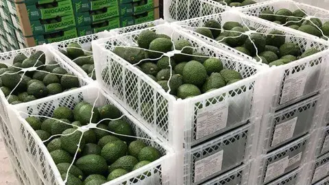 A modo ilustrativos, aguacates colombianos. (Fuente externa)