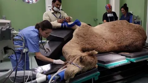 Una veterinaria examina un animal enfermo. (Reuters)